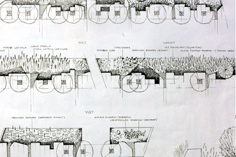 planting sketch
